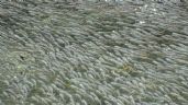 Pequeños peces en México espantan a sus depredadores creando olas