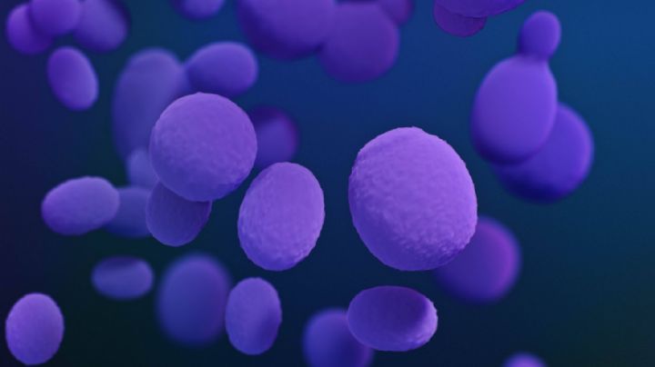 La próxima pandemia podría ser un hongo potencialmente mortal, alertan en EU