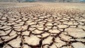 Foto ilustrativa de la nota titulada: Región Valles del Yaqui y del Mayo: siembran trigo y cosechan deudas e incertidumbre