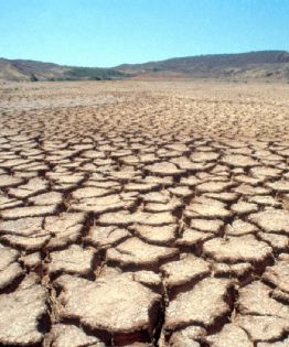 Región Valles del Yaqui y del Mayo: siembran trigo y cosechan deudas e incertidumbre