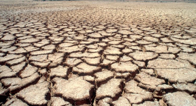 Región Valles del Yaqui y del Mayo: siembran trigo y cosechan deudas e incertidumbre