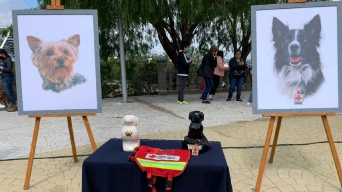 Corte revoca amparo al asesino de los perros rescatistas Athos y Tango