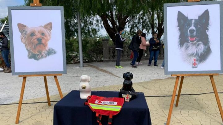 Corte revoca amparo al asesino de los perros rescatistas Athos y Tango