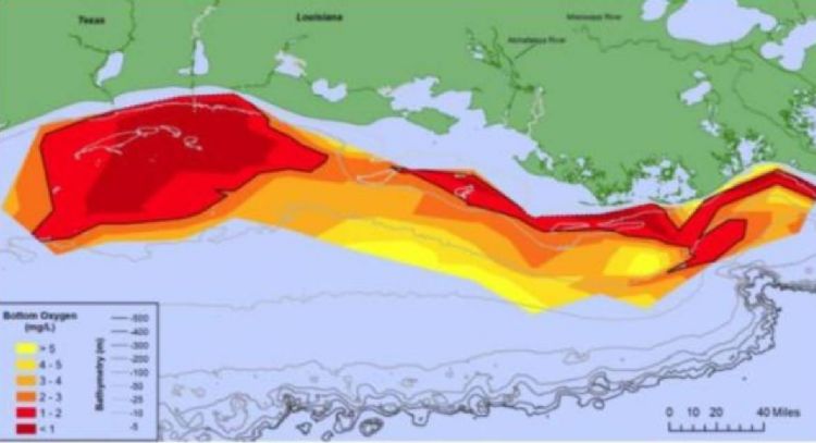 La zona muerta del Golfo de México se mantiene sobre más de 10 mil km2