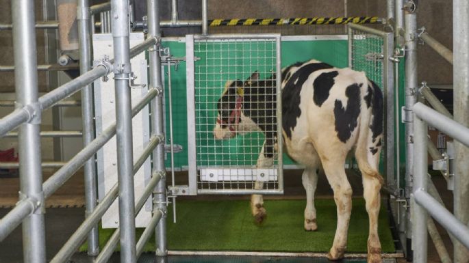 Enseñan a las vacas a usar letrinas para contribuir a la reducción de emisiones contaminantes