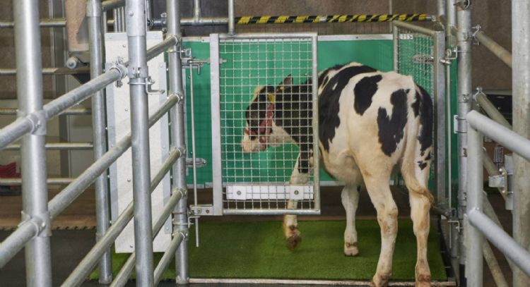 Enseñan a las vacas a usar letrinas para contribuir a la reducción de emisiones contaminantes
