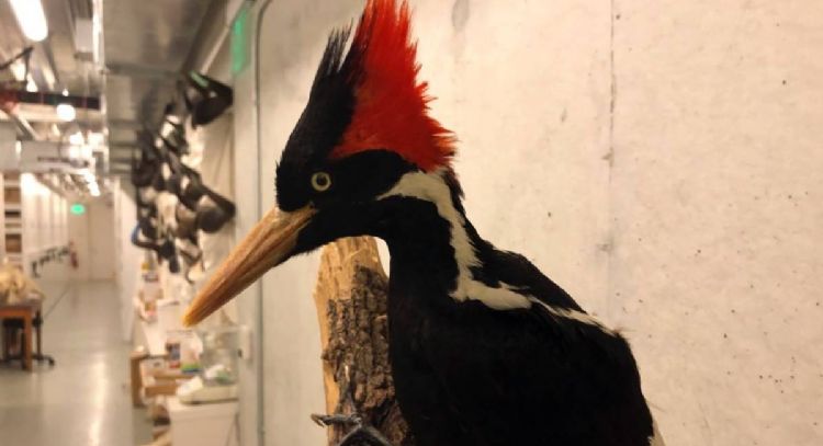 Declaran la extinción permanente de 23 especies animales