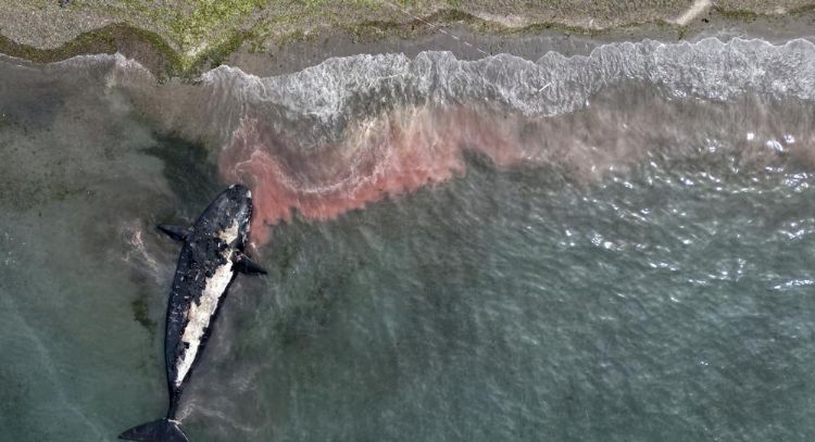 Argentina: algas tóxicas causaron la muerte de 30 ballenas