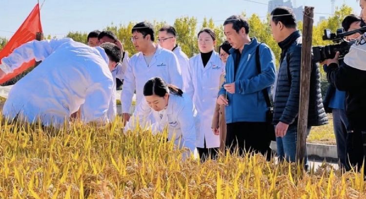 China logra cultivar arroz tolerante al riego con agua salada