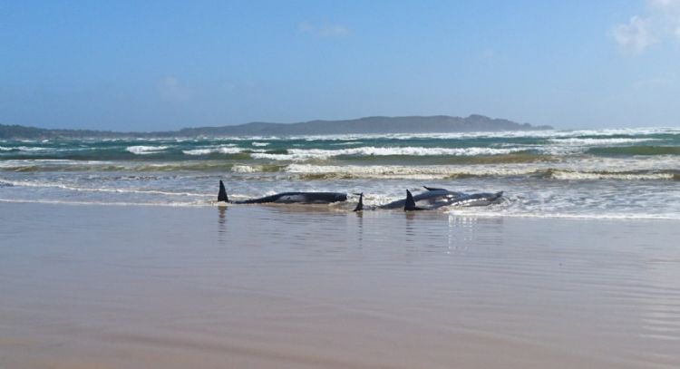 Mueren 250 ballenas piloto tras encallar en una playa de Nueva Zelanda