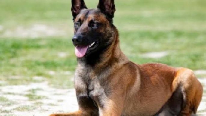 Niño de dos años muere tras ser mordido en la cara por su propio perro en NL