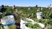 Trump podría exentar algunos productos agrícolas de los aranceles