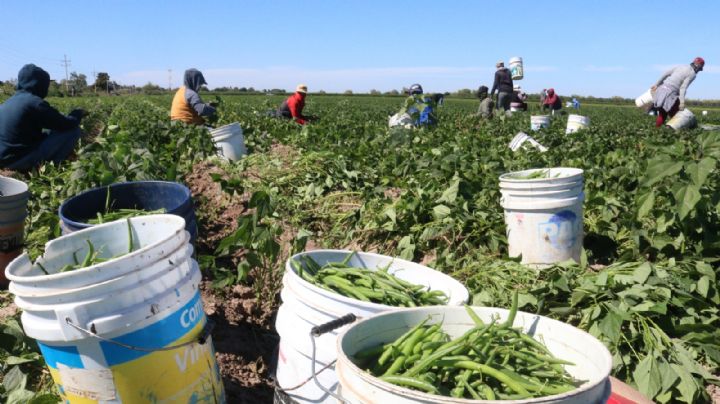 Save the Children pide a AMLO vetar reforma que permite trabajo adolescente en el sector agrícola