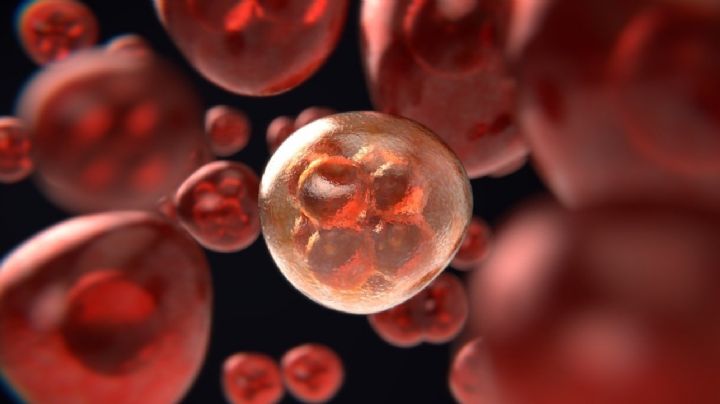 Investigadores usarán nanoanticuerpos para combatir infecciones por hongos a niños con cáncer
