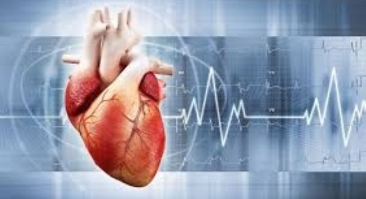 Descubren un mecanismo clave en el desarrollo y funcionamiento del corazón