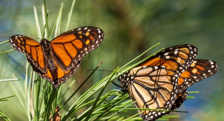 Mariposa Monarca es clasificada como especie "en peligro" de extinción