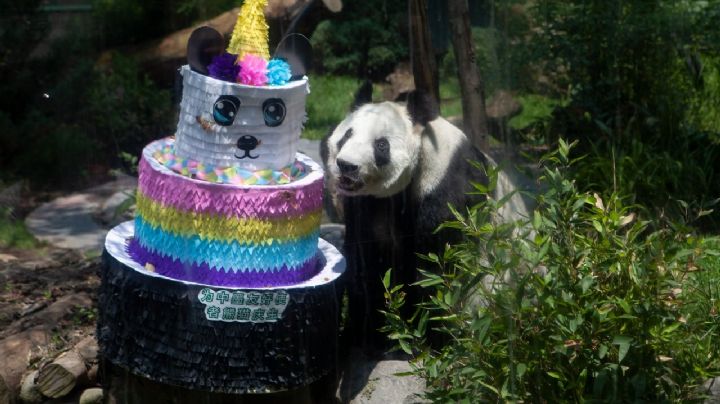 Muere en Chapultepec, Shuan Shuan, panda gigante más longeva de México; ayer celebró 35 años (Video)