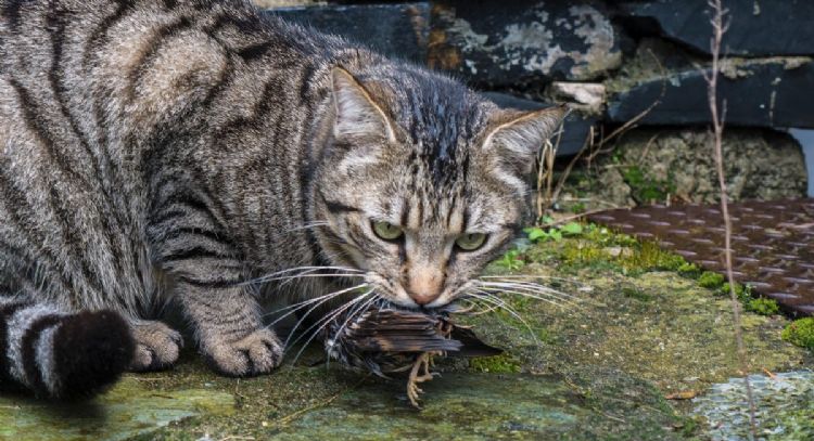 Los gatos son declarados “especie exótica invasora” en Polonia