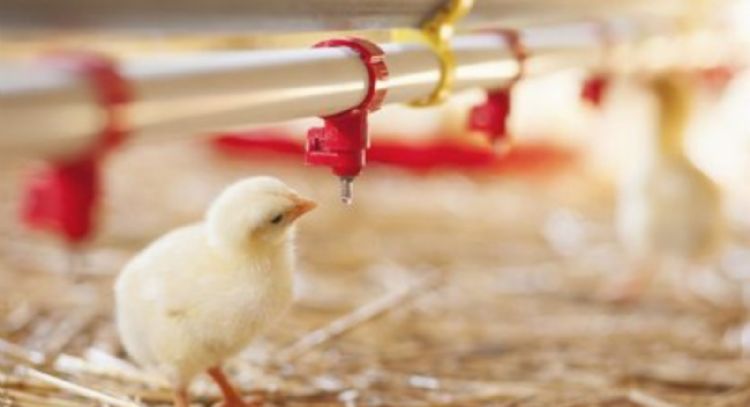 Laboratorio que creó la oveja Dolly crea pollos resistentes a la gripe aviar a través de modificació