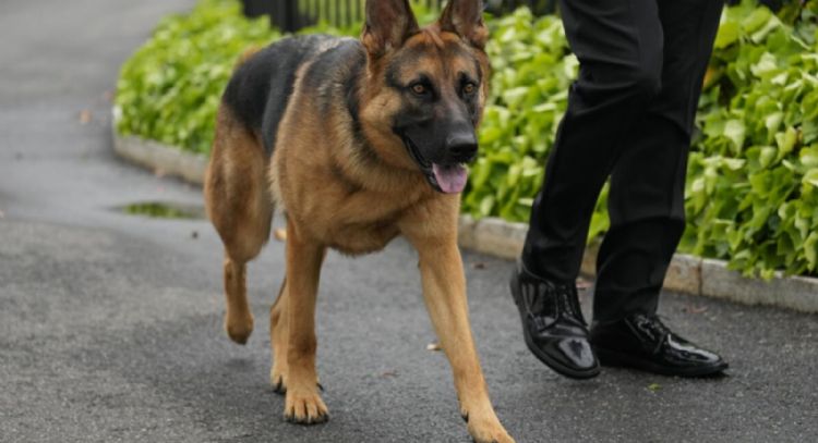 Perros identifican algunas palabras con objetos: Estudio