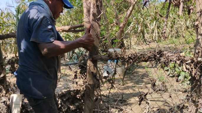Cosechas de Cacahuatepec se perdieron tras el paso del huracán Otis