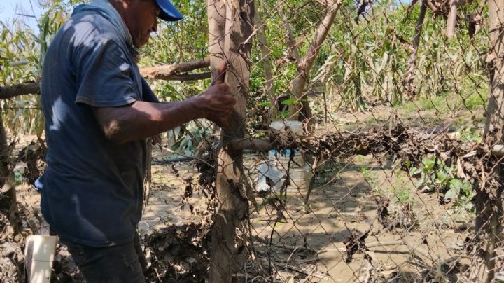 Cosechas de Cacahuatepec se perdieron tras el paso del huracán Otis