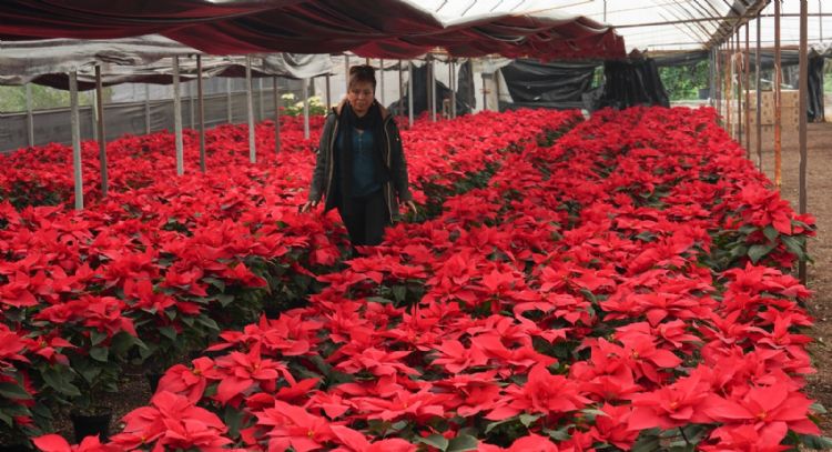 ¿Nochebuena? ¿Poinsettia? Estos son los otros nombres de la flor que es símbolo de la Navidad