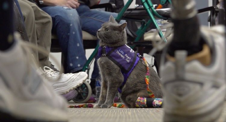 Terapia con gatos: así apoyan a enfermos y ancianos