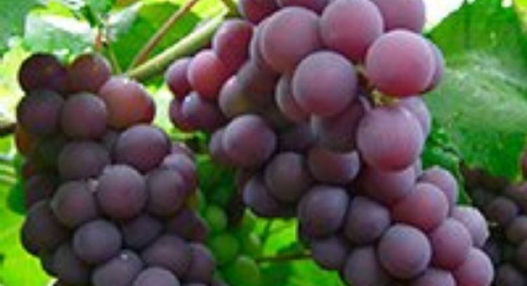 Las uvas rojas tienen mayor concentración de resveratrol, que podría prevenir células cancerígenas