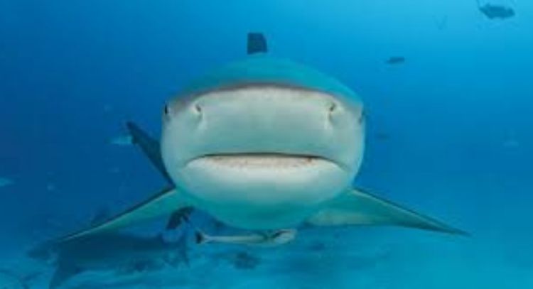 Tiburones dan positivo a cocaína
