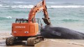 Ballena muerta en Hawai tenía plástico en el estómago