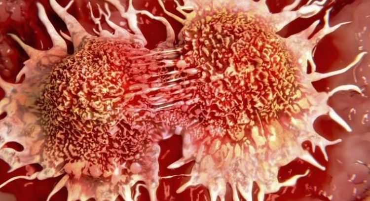 Nuevo anticuerpo humanizado podría ser eficaz contra cáncer de páncreas, según un estudio en ratones