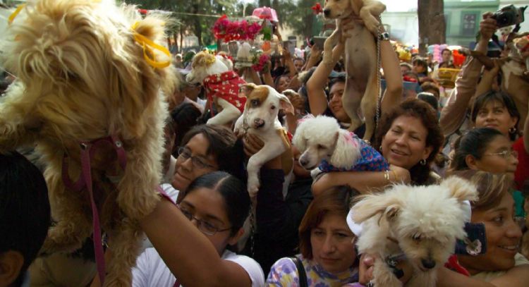Las mascotas no benefician mucho la salud emocional de personas con enfermedades mentales graves