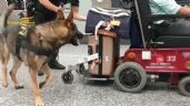 Intentó pasar cocaína oculta en una silla de ruedas, pero un perro lo detectó en el aeropuerto (Video)