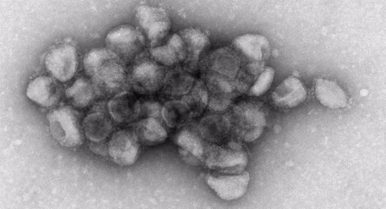 Investigadores descubren un polímero natural con efecto antiviral contra el SARS-CoV-2