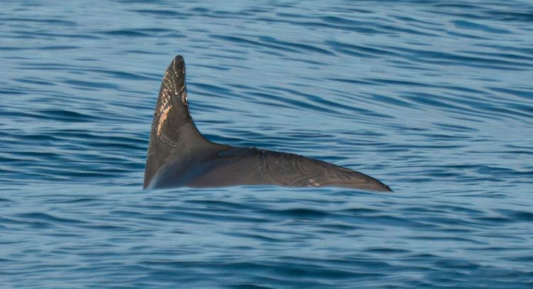 Contra todo pronóstico, las pocas vaquitas marinas restantes se aferran a la supervivencia