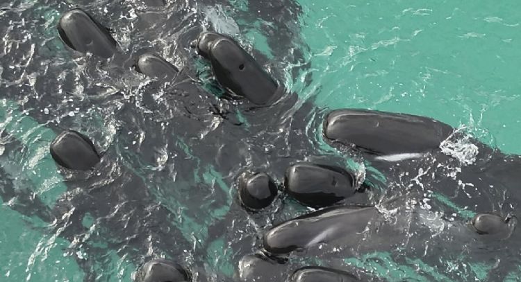 Cerca de 100 ballenas piloto quedan varadas en playa de Australia; alrededor de la mitad han muerto