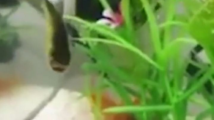 Pez sin cabeza murió tres día después de ser visto en un lago