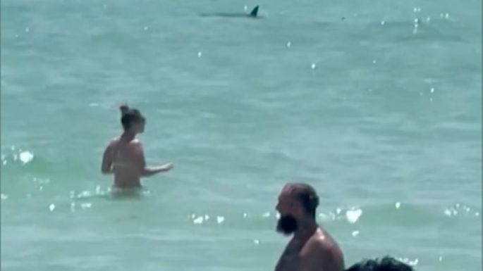 Advierten sobre tiburones en playas de Florida tras ataques recientes