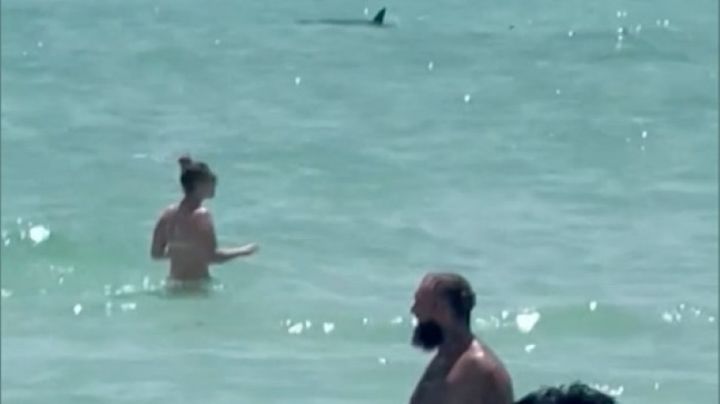 Advierten sobre tiburones en playas de Florida tras ataques recientes