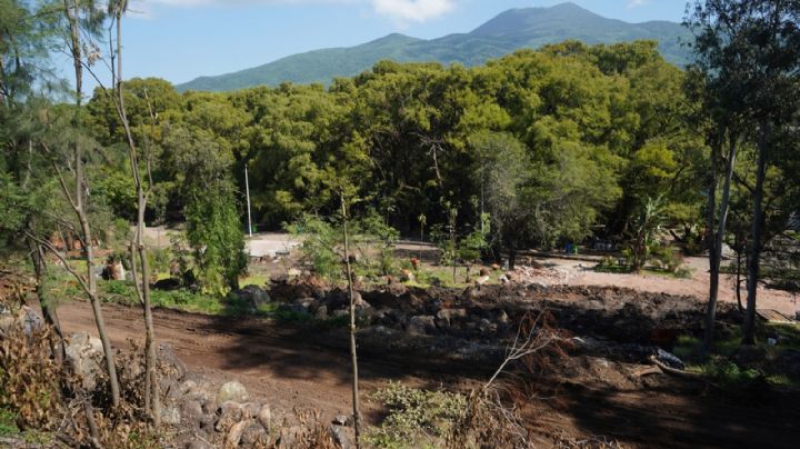 Gobierno de la CDMX persigue a cinco bandas de tala ilegal que operan en 4 alcaldías