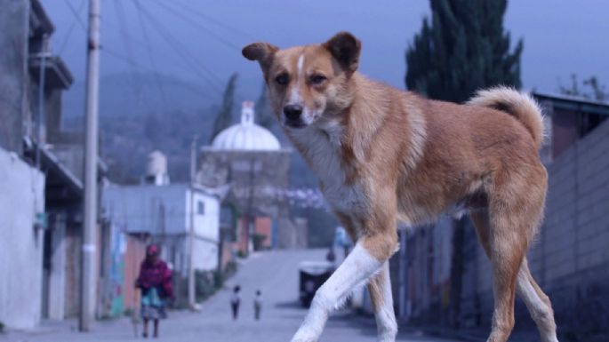 Tribunal federal ordena reconocer como víctima indirecta a quienes denuncien maltrato animal