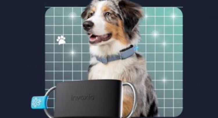 Rastreadores para collar, puertas y comederos inteligentes: las novedades tecnológicas para mascotas