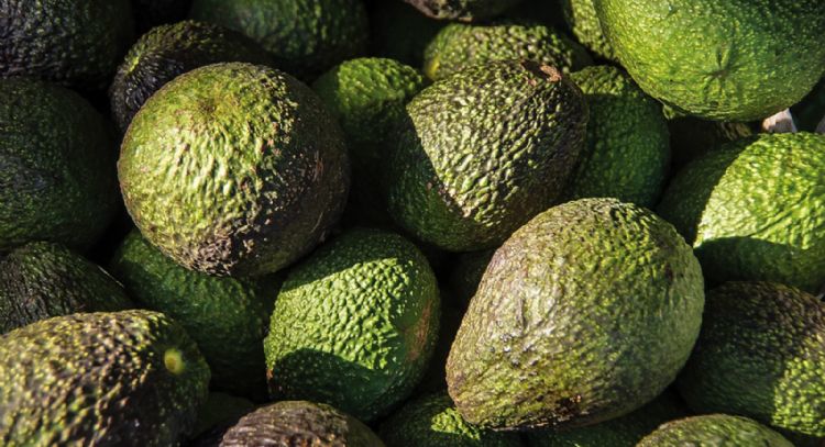 México vende más aguacate en 2023, pero obtiene menos ganancias que en 2022