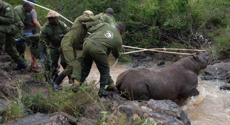 Kenia inicia la titánica misión de reubicar a 21 rinocerontes