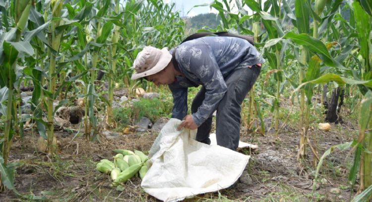 México rompió récord en la importación de maíz durante 2023