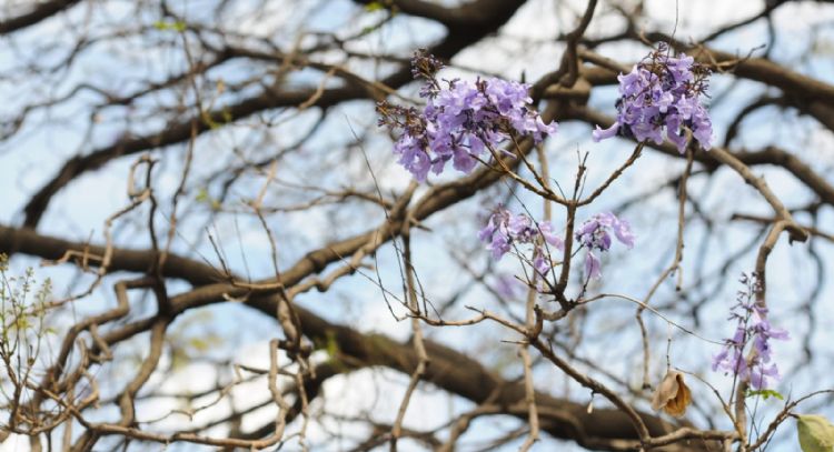 Sorprende que jacarandas estén floreciendo en invierno, pero ¿es bueno?
