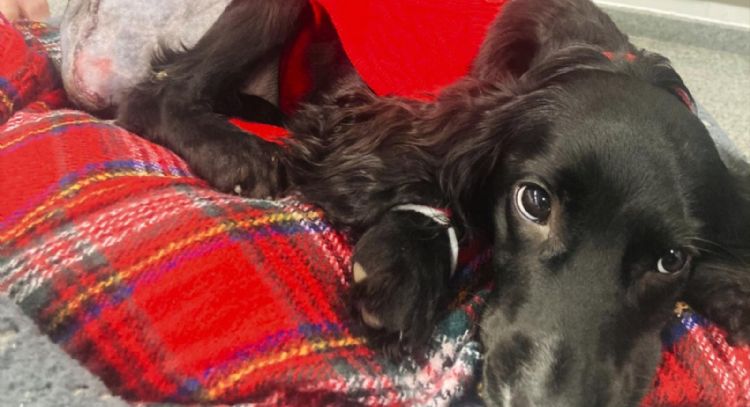 Perra con 6 patas es operada y se adapta a vida en 4 patas