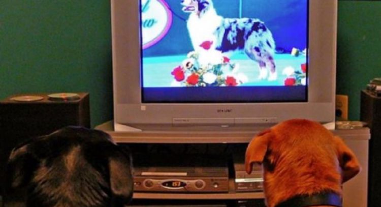 ¿Qué programas prefieren ver los perros en televisión?