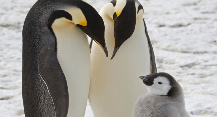 Científicos descubren colonias desconocidas de pingüinos emperador en la Antártida